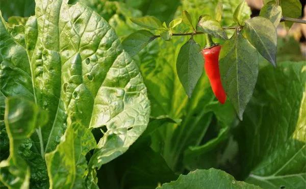 帶蟲眼的蔬菜就是安全菜嗎？