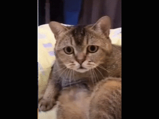 1560385636141078.gif 微信圖片_20190613082442.gif