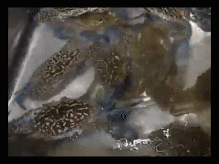 1560472268103669.gif 微信圖片_20190614081745.gif