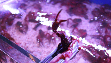 1562741220468587.gif 640 (1).gif